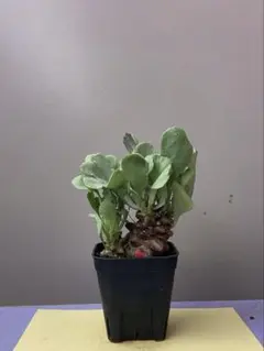 2025年最新】オトンナ ヘレーの人気アイテム - メルカリ