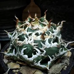 【極上美株】アガベ海王　鉢のまま発送　ネームタグ付き 2025年最新】海王 アガベの人気アイテム - メルカリ