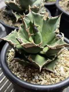 2026年最新】ホワイトファイヤーアガベの人気アイテム - メルカリ