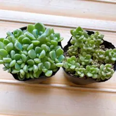 多肉植物　小梅　おもち　つぶつぶ屋さん　抜き苗のサムネイル
