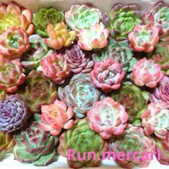 e7多肉植物エケベリア〈カット苗〉☆寄植えMIX☆