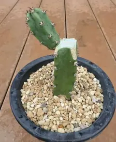 2025年最新】接木 サボテンの人気アイテム - メルカリ