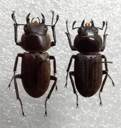 久美様 リクエスト 2点 まとめ商品