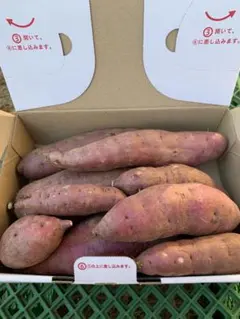 紅はるかいろいろサイズ