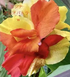 jun様 リクエスト 2点 まとめ商品