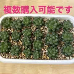 速達付きピーチＤグランド様 リクエスト 2点 まとめ商品