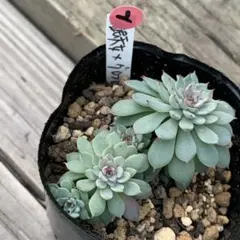 Mii♡˖꒰ᵕ༚ᵕ⑅꒱様 リクエスト 3点 まとめ商品