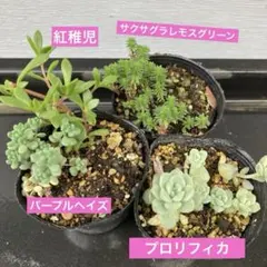 ドドシュカ様 リクエスト 2点 まとめ商品