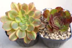 黒法師 緑カシミヤバイオレット 大きめ 全部抜き 多肉植物 - メルカリ