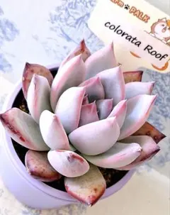 2026年最新】ファームパルクの人気アイテム - メルカリ