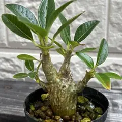 ラスト1株です　パキポディウム　アンボンゲンセ　良型　鉢ごとメルカリ便⑤ ラスト1株です パキポディウム アンボンゲンセ 良型 鉢ごと