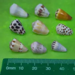 2026年最新】タカラガイの貝殻の人気アイテム - メルカリ