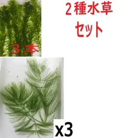 無農薬　金魚メダカ水槽　アナカリス、水草マツモ　2種水草セットのサムネイル