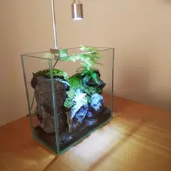 受注作品 アクアテラリウム 滝 池 苔テラリウム 30cm水槽 - メルカリ