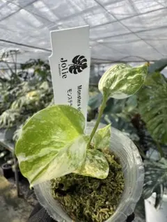 2025年最新】モンステラタイコンステレーションの人気アイテム