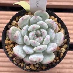 多肉植物☆ビヤント・抜き苗・エケベリア
