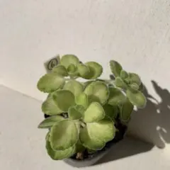 多肉植物◆アロマティカス・ライムシャワー◆抜き苗3本⑥