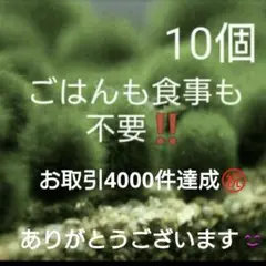 天然マリモ 約 3cm 1個 癒しのマリモ無農薬 - メルカリ
