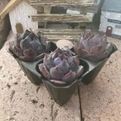 user_657c15c2様 リクエスト 2点 まとめ商品