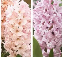 コリンキー様 リクエスト 2点 まとめ商品