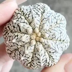 2026年最新】アストロフィツム スーパー兜の人気アイテム - メルカリ