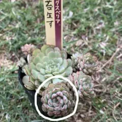 苔生す a　◯で囲んだ脇芽1つ　カット苗　ミックスベリア　おらいさん苗のサムネイル
