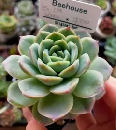 極上株　Bee houseさん苗 ホリコロ×リリィ　札付き　多肉植物 極上株 Bee houseさん苗 ホリコロ×リリィ 札付き 多肉植物
