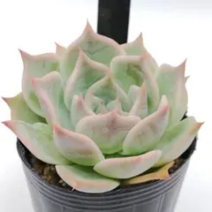 ミックスベリア ピーチック おらいさん 抜き苗 多肉植物 - メルカリ