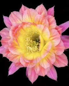 杏美人　新品種花サボテン　エキノプシス属　花10-12cm　新入荷のサムネイル