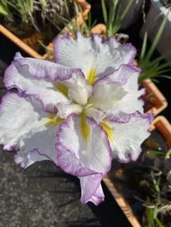 136 メルカリ便花菖蒲 スティップルド・リップルス 米国系3芽のサムネイル
