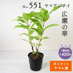 ポットごとヤマト便537】ヤマアジサイ 1年生苗 酔湖姫 - メルカリ