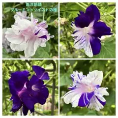 にゃんちゃん様 リクエスト 2点 まとめ商品