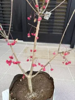 ピンクのつぼみが多い　源平桃　高さ約120センチ ピンクのつぼみが多い 源平桃 高さ約120センチ - メルカリ