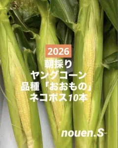 68,【ご注文後に収穫】おおもの ヤングコーン 12本 - メルカリ