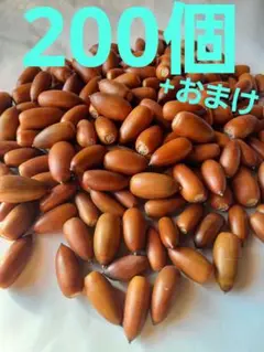 どんぐり　マテバシイ　200個