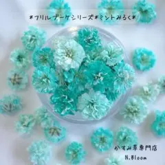 かすみ草　＊ミントみるく＊　60粒＋α フリルブーケシリーズ　ドライフラワー