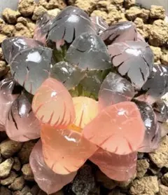 優*野様 多肉植物　ハオルチア　OB-1紫オブツーサ錦　鮮明錦　極上斑