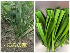 10芽 にら苗 ゆうパケット発送 ニラの苗 趣味の園芸 野菜苗