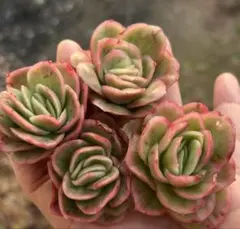 2025年最新】ローズアイス 多肉の人気アイテム - メルカリ