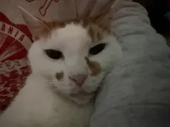 Item thumbnail for item 8a97c3a7-9b5a-4c4b-b2fa-c9fee4ecab14