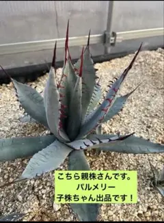 アガベ エクスパンサ パリーダ 子株① - メルカリ