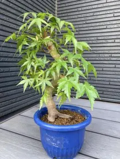 盆栽 もみじ フェイクグリーン 鉢植え エミリオロバ - メルカリ