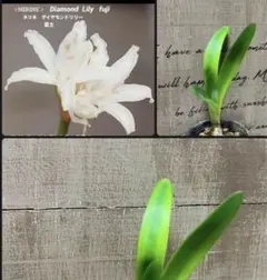 rainbow_yoshi様 リクエスト 3点 まとめ商品