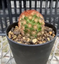 カルメナエ 大株 マミラリア 2016年8月のマミラリアのカルメナエ。増えて4つになりました