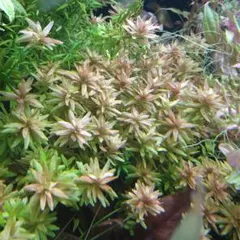 hideo ikeda様 リクエスト 2点 まとめ商品