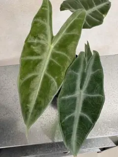 MS279 Alocasia Loco アロカシア・ロコ個性葉 5株セット - メルカリ