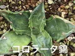 ドライガーデン アガベ・サボテン10株セット 地植え越冬済み - メルカリ
