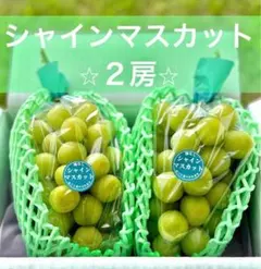 ★翌日発送★初物！今年もこの季節到来！自家用長野県産シャインマスカット1.4kg ☆翌日発送☆初物！今年もこの季節到来！自家用長野県産シャイン