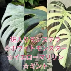 斑入りモンステラ【3点セット】選抜優良株！イエローマリリン・ミント