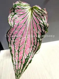 カラジューム ピンクシンフォニー（球根部分発送）のサムネイル